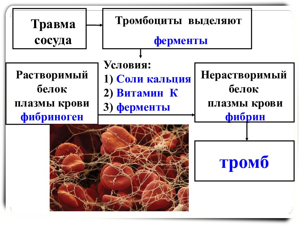 Какая внутренняя среда организма. Схема внутренняя среда организма 8 класс. Компоненты крови тромбоциты. Тромбоциты в крови схема. Компоненты внутренней среды организма биология 8 класс.