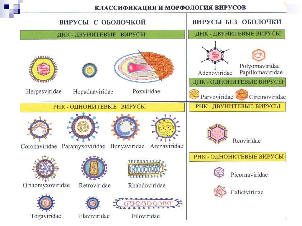 Создать презентацию тема классификация вирусов