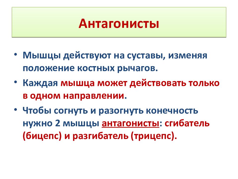 Мышцы антагонисты. Мышцы антагонисты примеры. Антагонисты спины. Перечень мышц антагонистов.