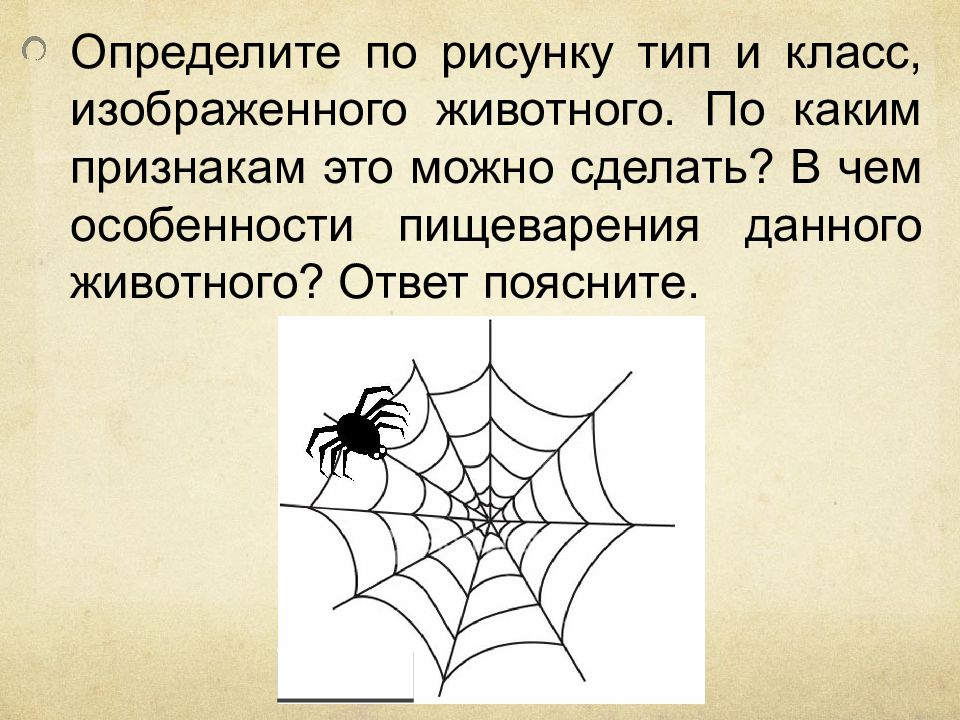 Признаки какого класса изображены на рисунке. Определите по рисунку. Определите вид по рисунку. Определите Тип изображения. Определите по рисунку Тип и класс изображенного животного паук.