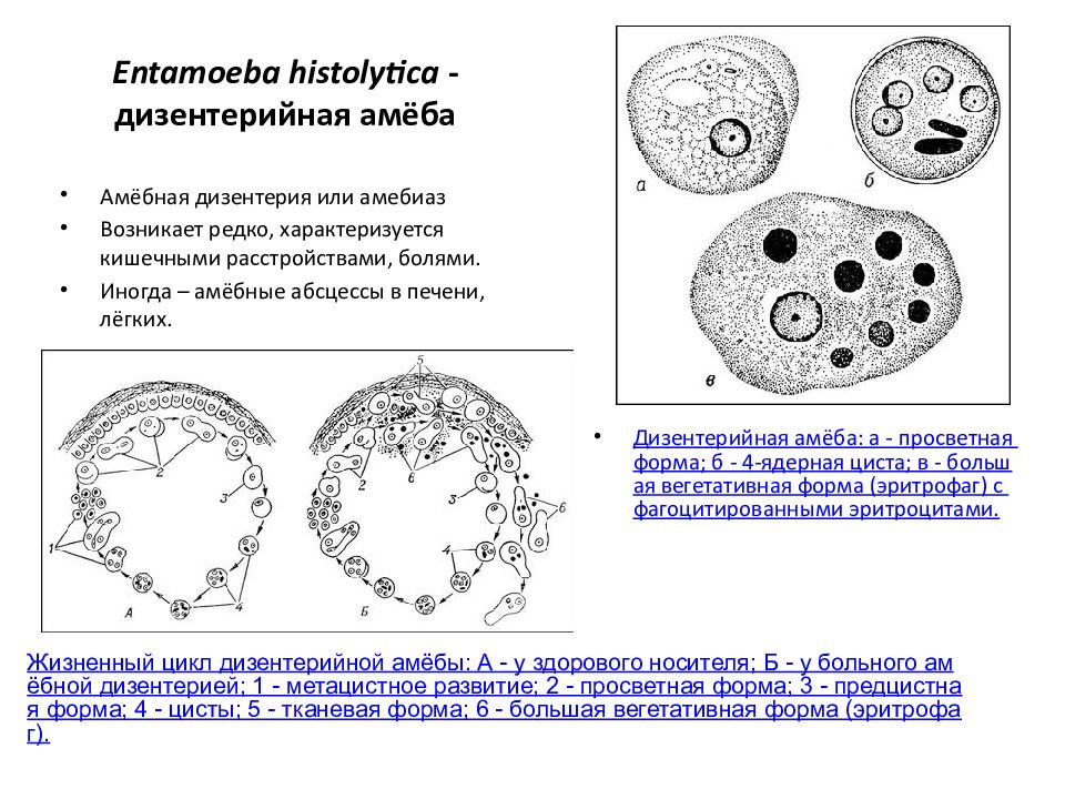 Амеба дизентерийная строение рисунок