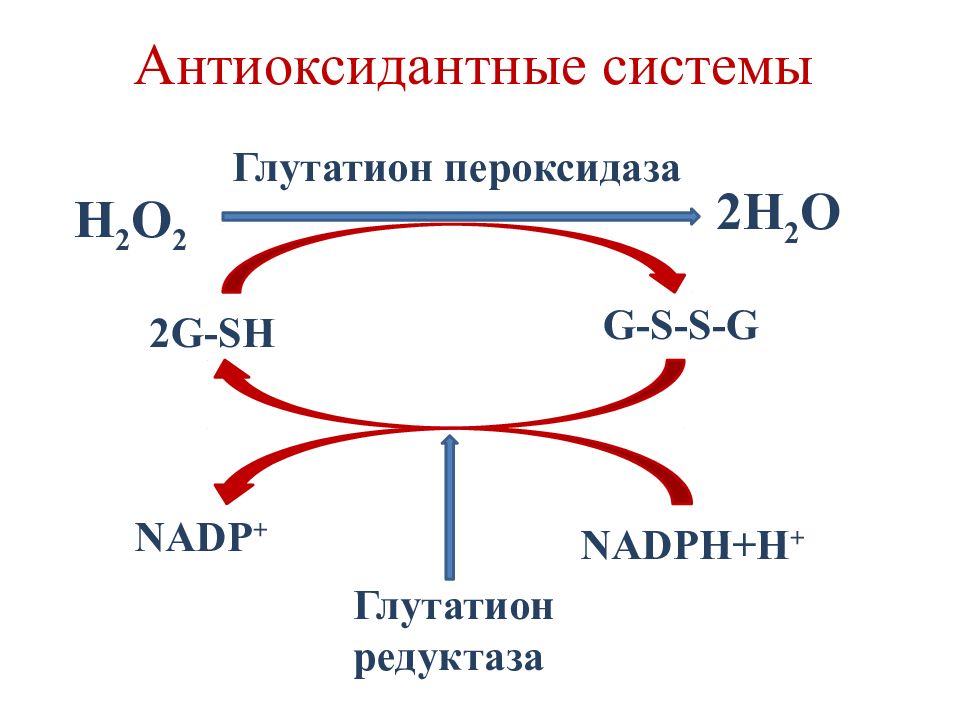 Антиоксидантные ферменты