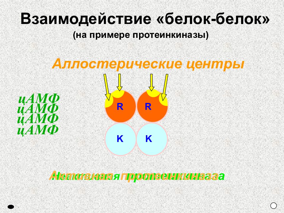 Белково белковые взаимодействия. Механизм белок белкового взаимодействия. Белок-белковые взаимодействия ферментов. Взаимодействие белок белок ферменты. Белок-белковые взаимодействия примеры.
