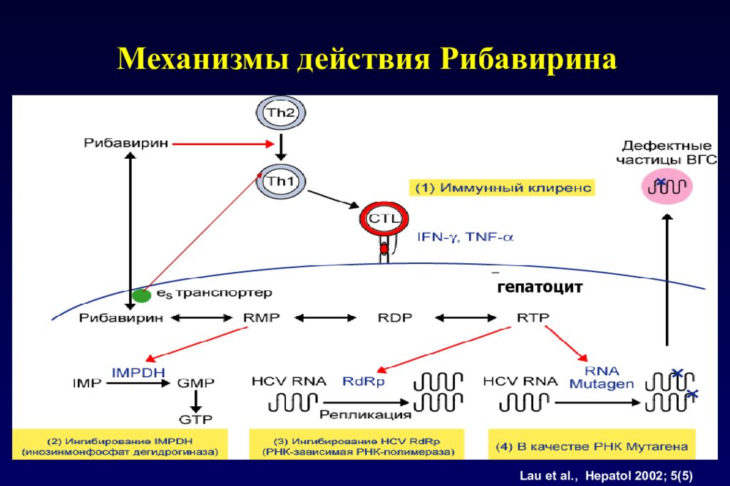 Механизм гепатита. Механизм действия интерферона при гепатите. Механизм действия препаратов против вируса гепатита. Рибавирин механизм действия. Механизм действия рибавирина.