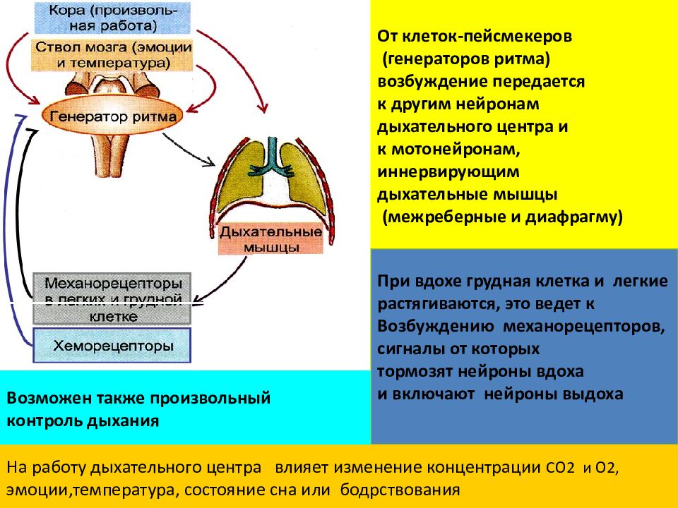 Возбуждение дыхательного центра. Причина возбуждения дыхательного центра. Невроз дыхания. Поражение дыхательных мышц.
