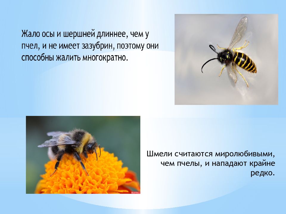 Защита от насекомых обж. Презентация на тему укусы насекомых. Сообщение по теме укусы насекомых. Защита от жалящих насекомых. Жалящие насекомые презентация.