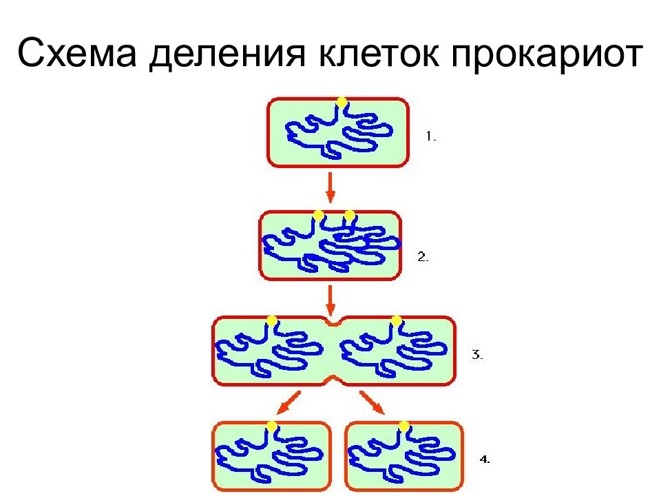 Схема деления клетки. Деление клеток прокариот схема. Схема деления прокариотической клетки. Деление прокариот схема. Тип деления прокариотической клетки.