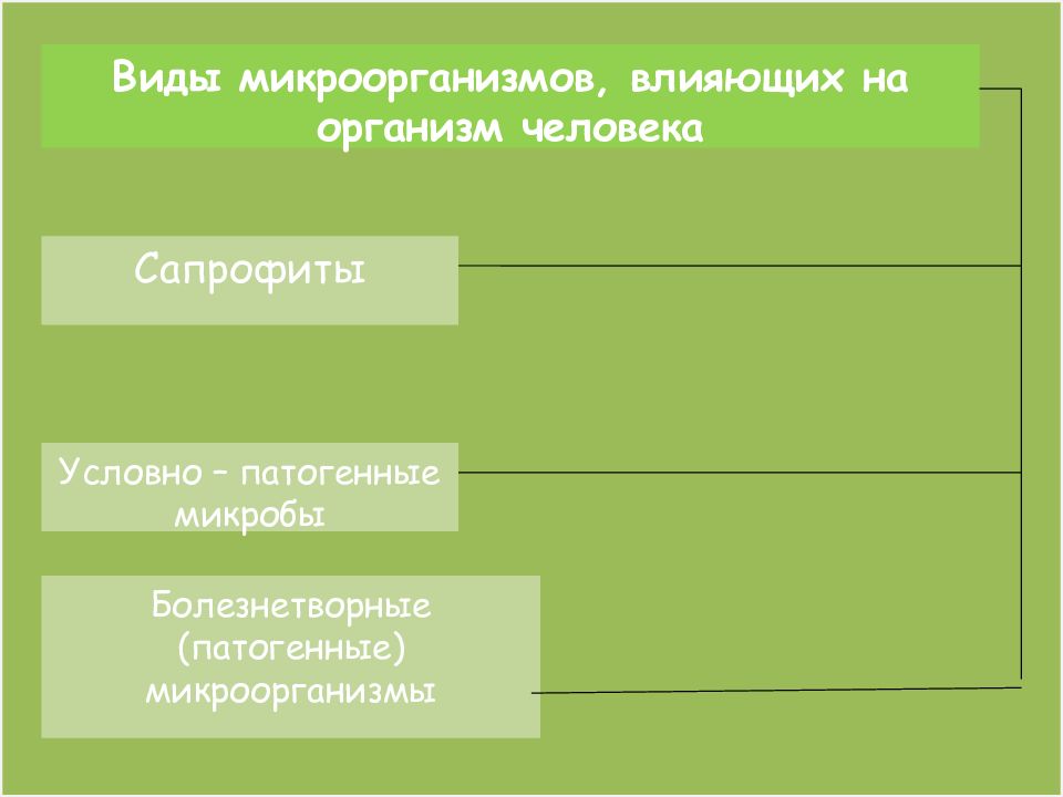 Виды микроорганизмов влияющих на организм человека схема