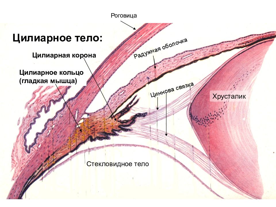 Мышца вблизи