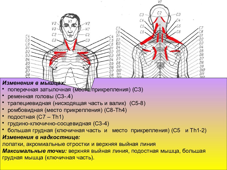 Рефлекторно сегментарный массаж схема