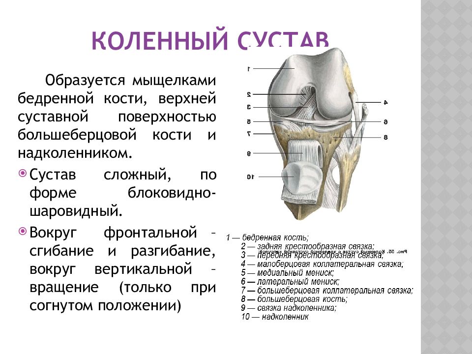 Суставы у человека схема