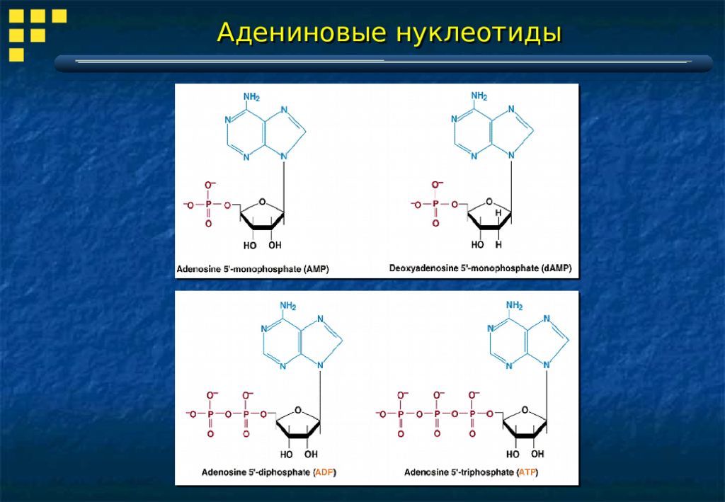 Тимидиловый нуклеотид. Адениновый нуклеотид. Схема аденинового нуклеотида. Производные нуклеотидов. Полиамины.