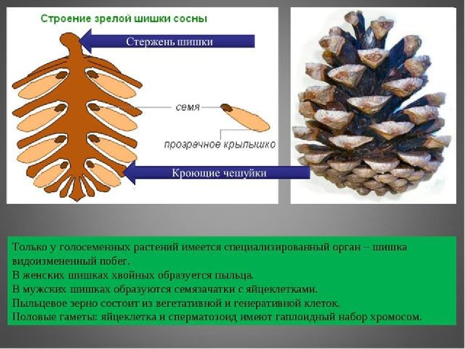 Голосеменные рисунок с подписями