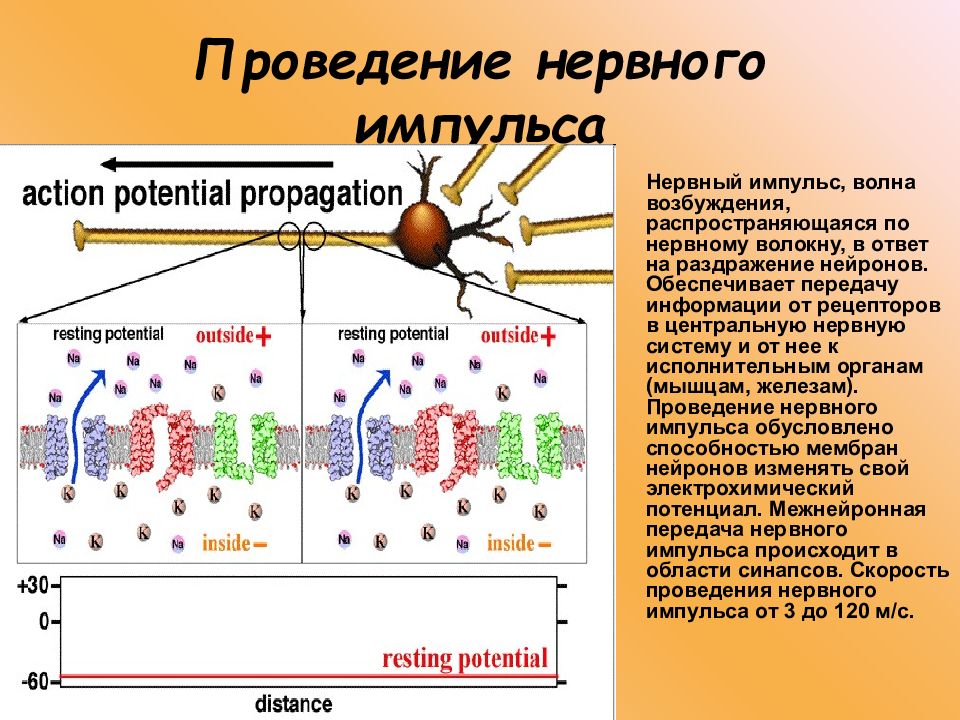 Опишите общую схему возникновения и проведения нервного импульса