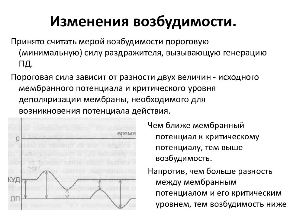 Меры возбудимости. Общая физиология возбудимых тканей. Параметры возбудимости физиология. Изменение возбудимости в процессе возбуждения. Физиология возбудимых тканей презентация.