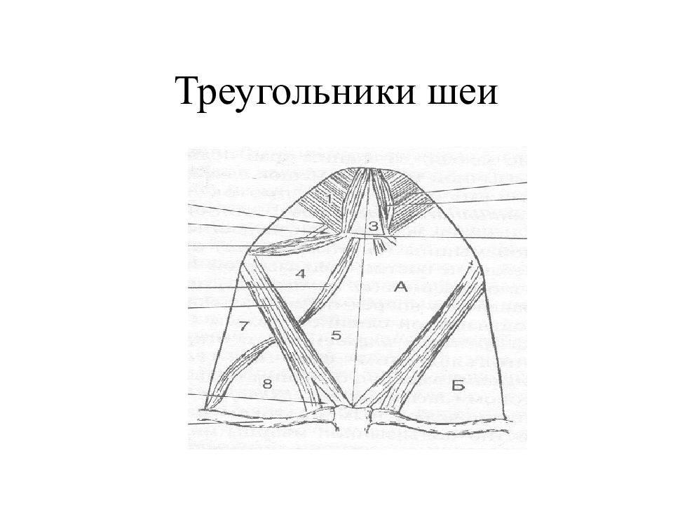 Треугольники шеи. Топографические образования шеи треугольники шеи. Шейные треугольники топографическая анатомия. Медиальный треугольник шеи топография. Треугольники шеи топографическая анатомия.