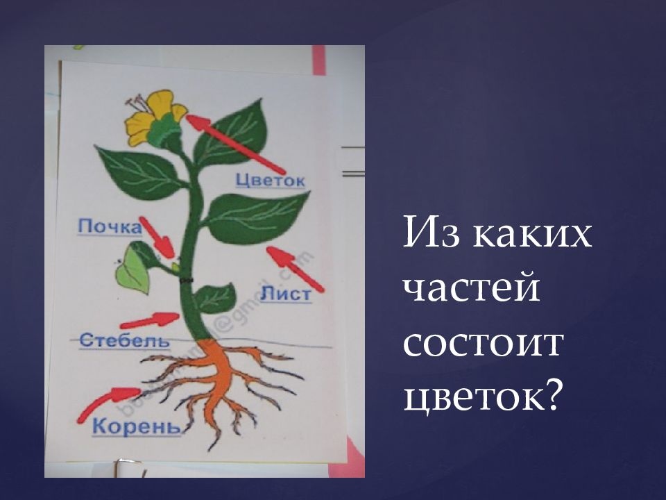 Частей состоит цветок. Из каких частей состоит цветок. Из каких частей состоит майка. ТЗ как частей состоит цветок.