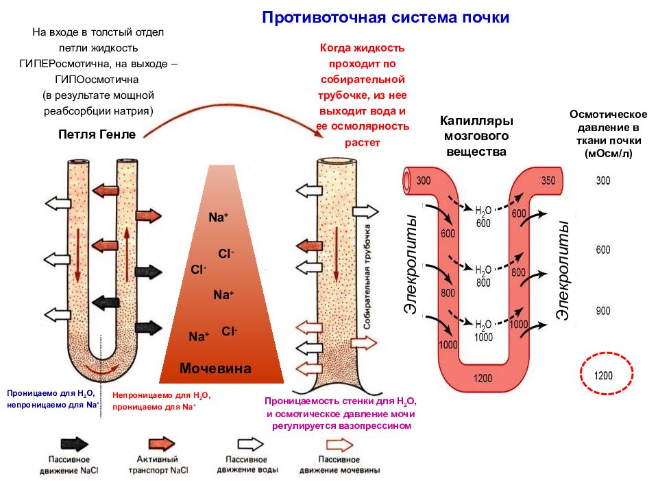 Поворотно-противоточный механизм почки. Механизмы концентрирования мочи поворотно-противоточная система. Поворотно противоточная множительная система почки. Поворотно-противоточная система почек схема.