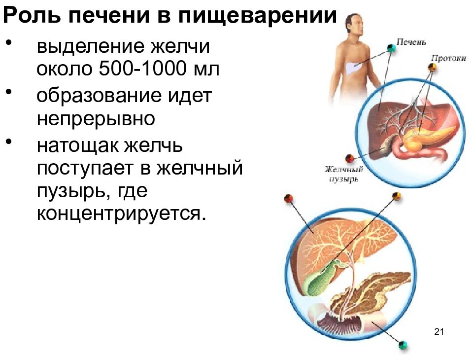 Роль печени в пищеварении презентация