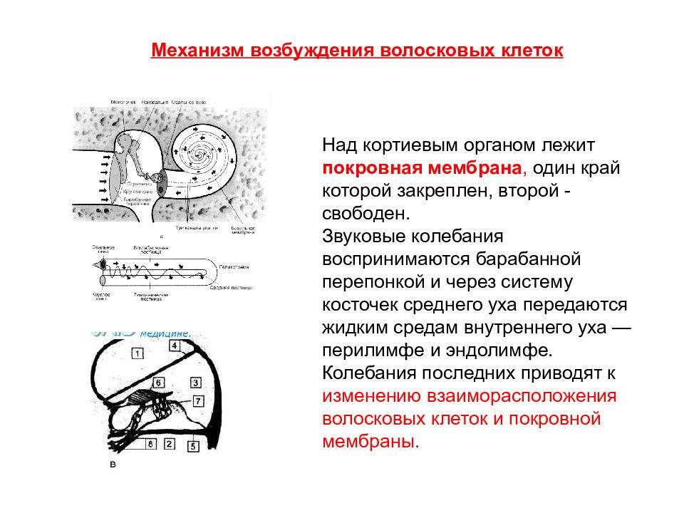 Механизм возбуждения. Механизм возбуждения волосковых клеток. Кортиев орган механизм возбуждения. Механизм возбуждения слуховых рецепторов. Волосковых клеток Кортиева органа.