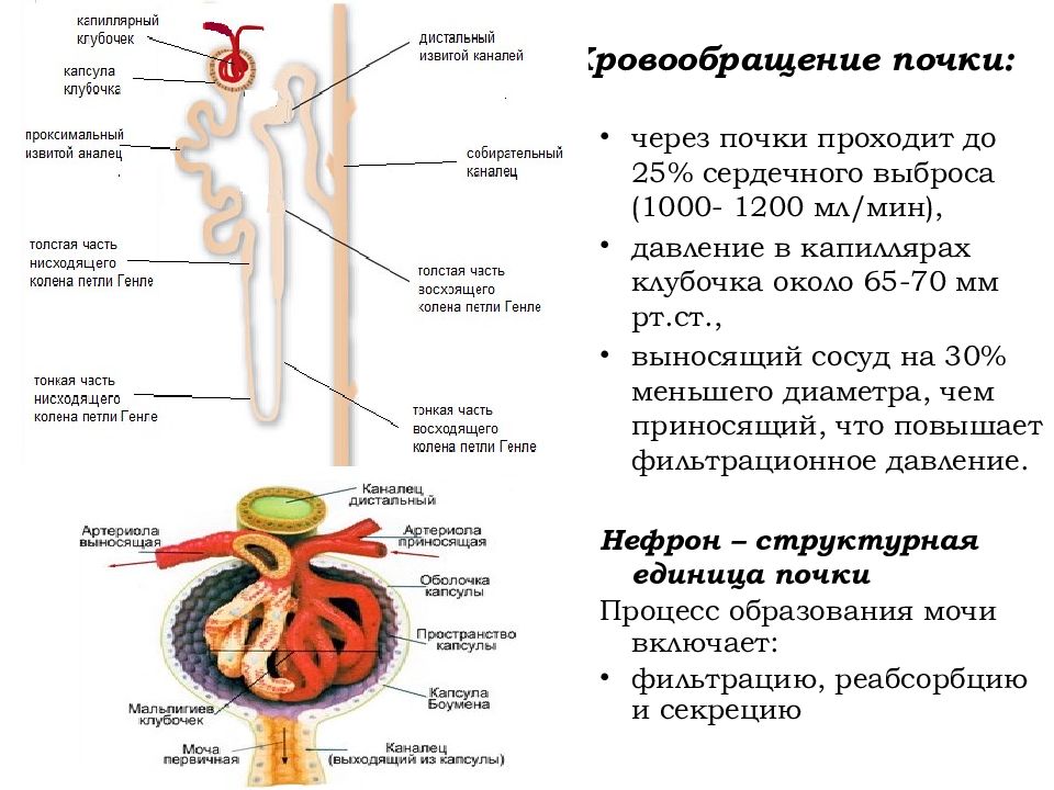 Процесс мочеобразования презентация