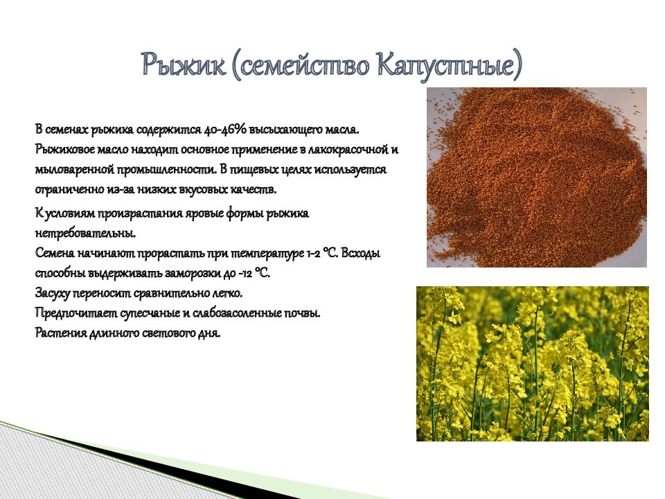 Рыжик (семейство Капустные)