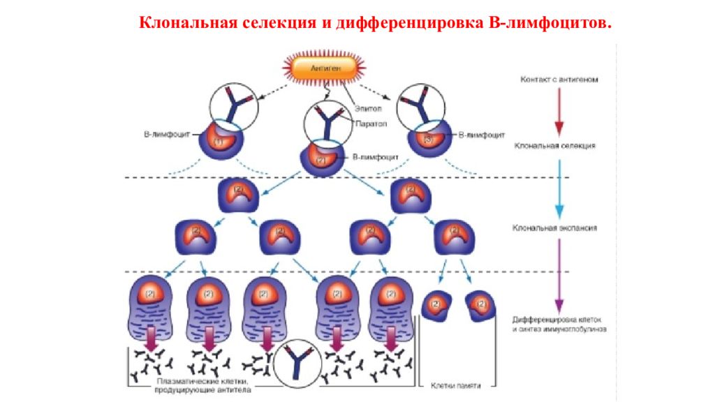 Дифференцировка лимфоцитов. Клонально-Селекционная теория биосинтеза антител. Клональная дифференцировка т-лимфоцитов. Клональная селекция в лимфоцитов. Клонально-Селекционная теория схема.