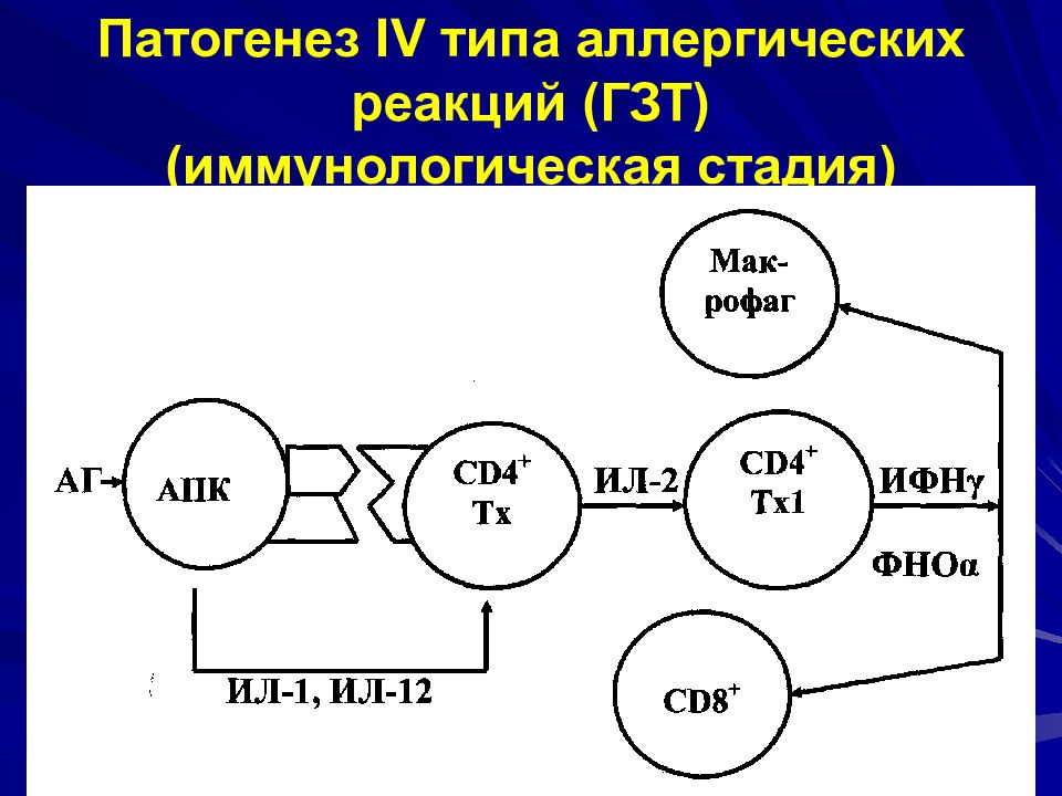 4 типа реакции. Реакция гиперчувствительности 4 типа механизм развития. Реакция гиперчувствительности 4 типа патогенез. Гиперчувствительность замедленного типа патогенез. Схема аллергической реакции 4 типа.