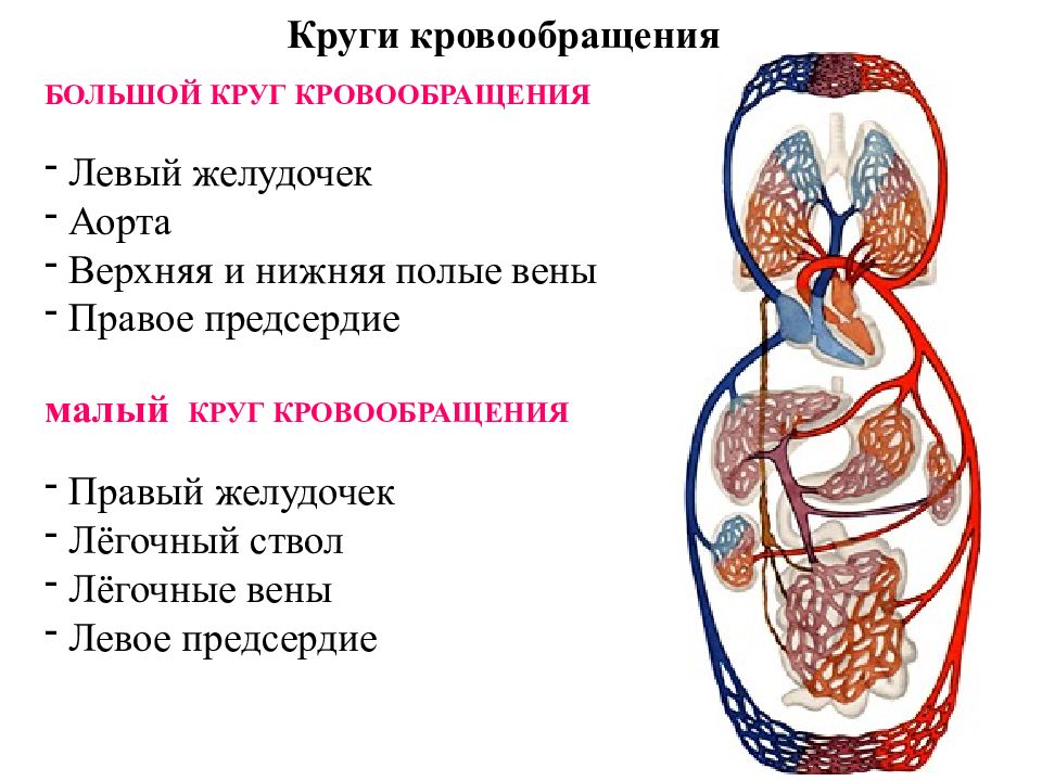 Круги кроо кровообращения схема