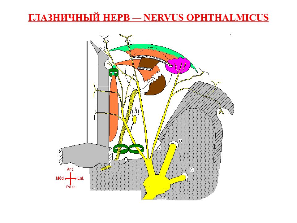 ветви глазничного нерва. мышцы глазницы анатомия нервы. ветви глазодвигательного нерва. ветви глазничного нерва. глазничный нерв.