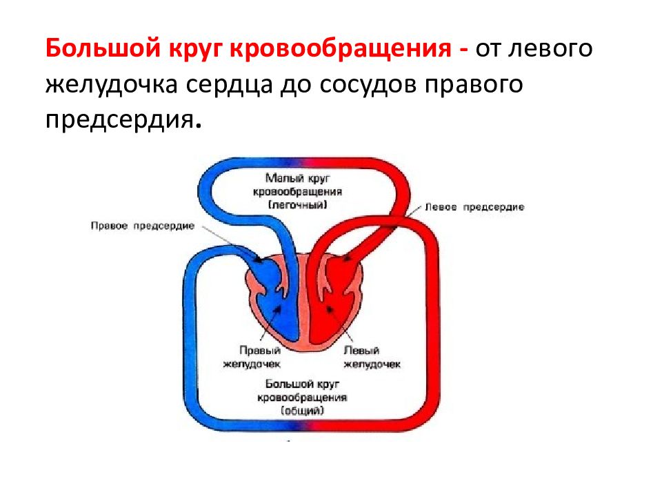 Кровообращение биология 8. Большой и малый круг кровообращения 8 класс биология. Схема сердца человека и круги кровообращения. Круги кровообращения сердца человека малый и большой. Схема малого круга кровообращения 8 класс биология.