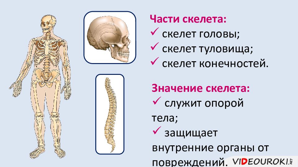 Скелет туловища тема. Значение скелета. Скелет туловища человека. Строение и значение скелета. Каково значение скелета человека.