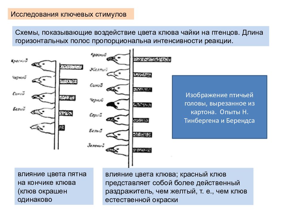 Ключевых в исследовании. Зоопсихология и сравнительная психология. Презентация сравнительная и зоопсихология. Ключевые стимулы. Ключевой стимул в зоопсихологии это