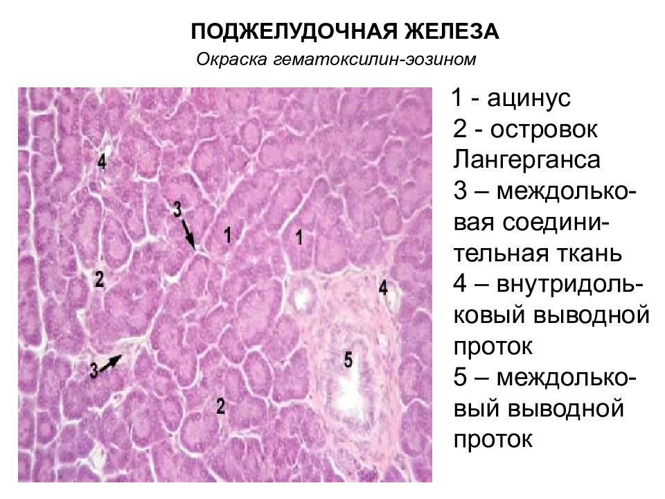 Поджелудочная железа гистология рисунок