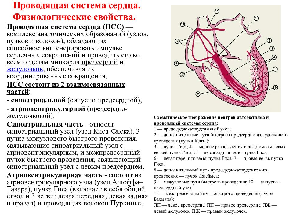 Основные части проводящей системы сердца на рисунке