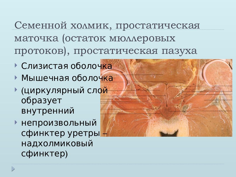 Анатомия полового акта