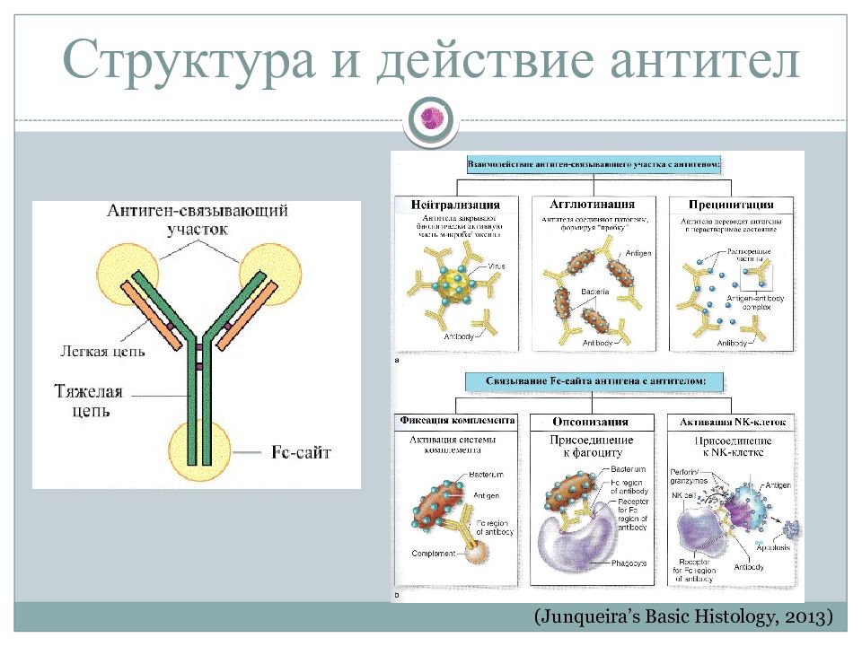 Антитела микробиология презентация