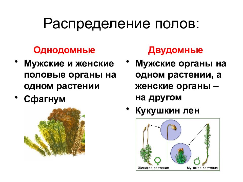 Распределение полов. Тип определения пола у двудомных растений. Кукушкин лен двудомное растение. Однодомные и двудомные Кукушкин лен. Кукушкин лен двудомное или однодомное.