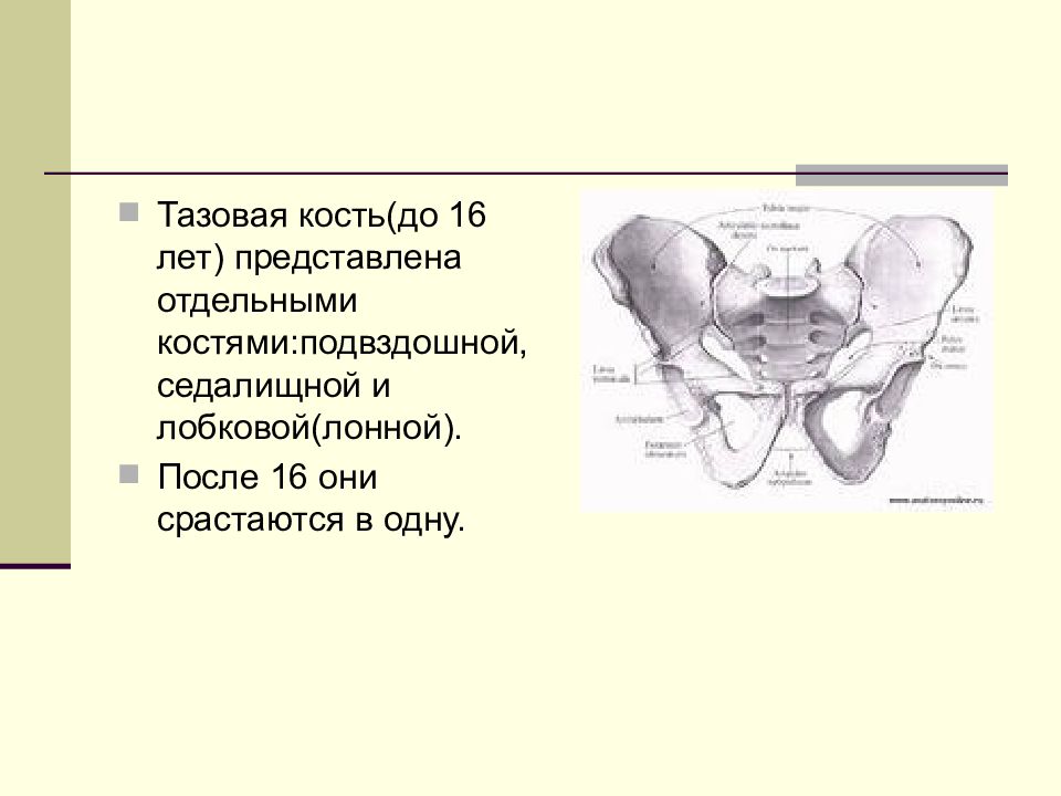 Изменения костей таза. Кости таза лонное сочленение. Лонная кость анатомия таза. Лонная кость строение таза. Тазовая кость, седалищная и подвздошная кости.