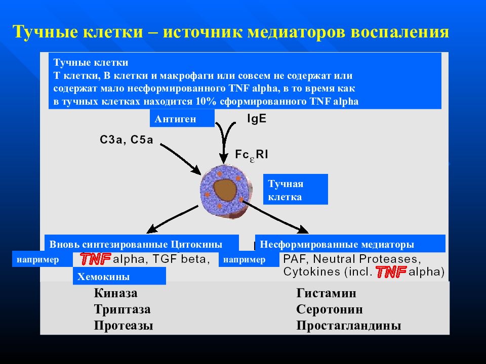 Клеточные источники. Тучные клетки дифференцировка. Мукозные тучные клетки. Цитокины тучных клеток. Источник развития тучных клеток.