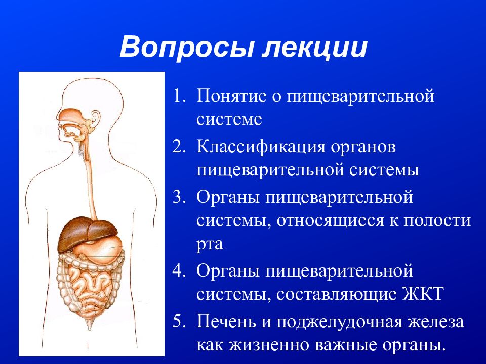 Органы пищеварения 8 класс презентация