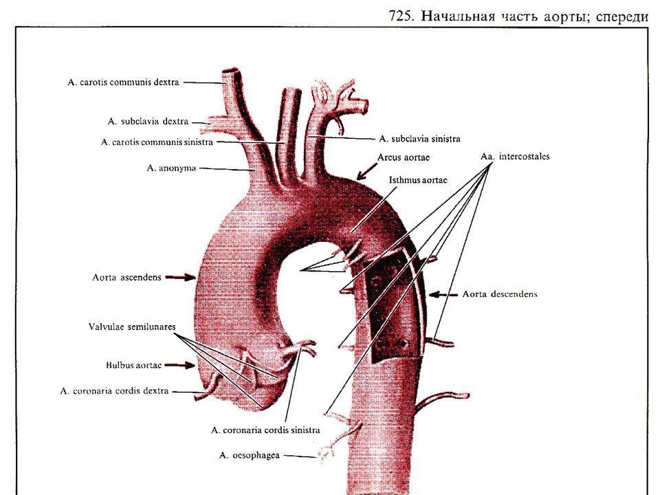 Аорта картинка анатомия