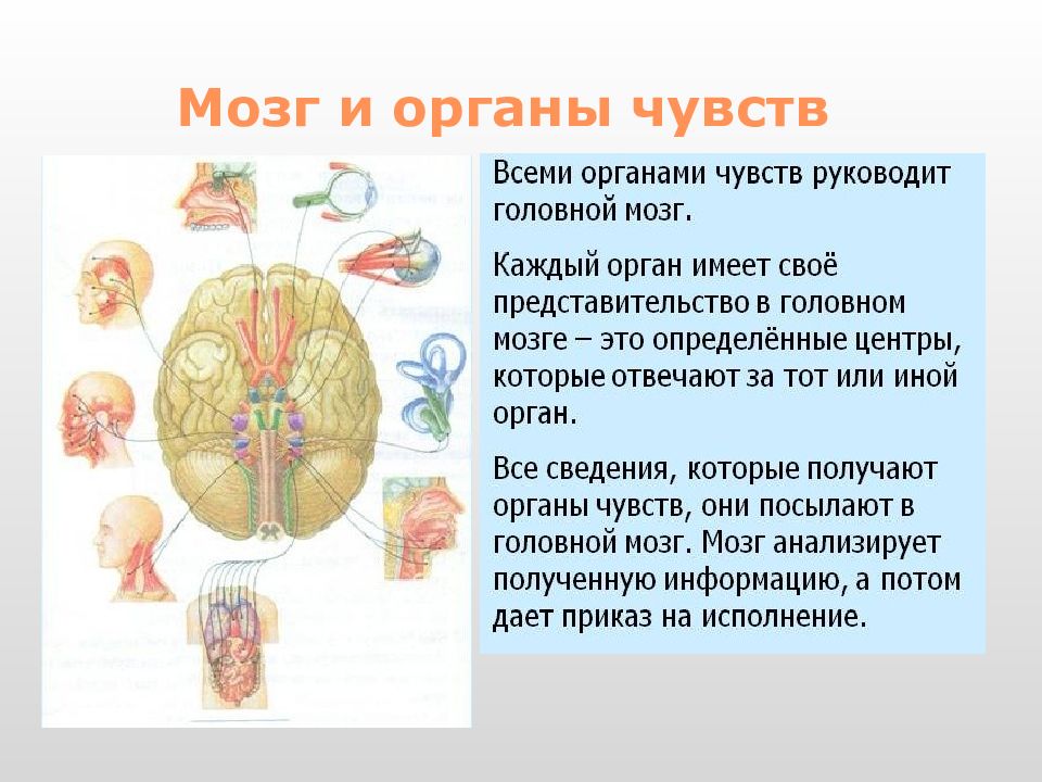 Нервная система человека презентация 8 класс биология