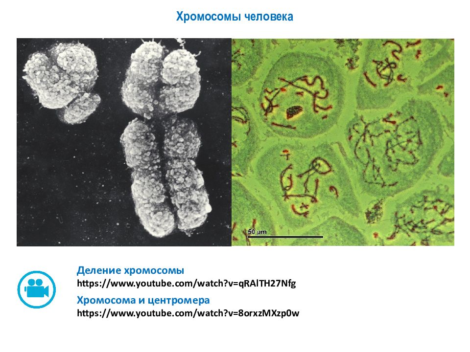 Хромосомное деление. Деление хромосом. 20 Хромосома человека. 9 Класс биология тема слайд биомолекулы.