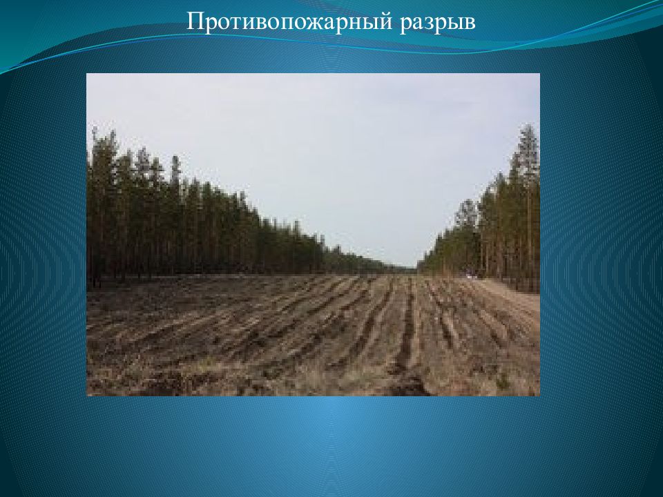 Противопожарный разрыв. Противопожарные разрывы. Противопожарные разрывы в лесу. Противопожарный разрыв от лесного массива. Лесные противопожарные барьеры.