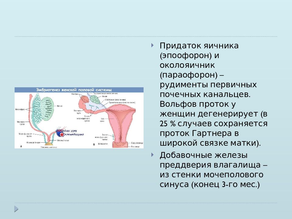 Таблица женская половая система. Половая система презентация. Вольфов проток у женщин. Мезонефральный Вольфов проток. Развитие половой системы.