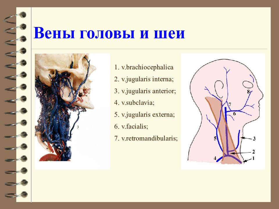 Вены головы и шеи схема