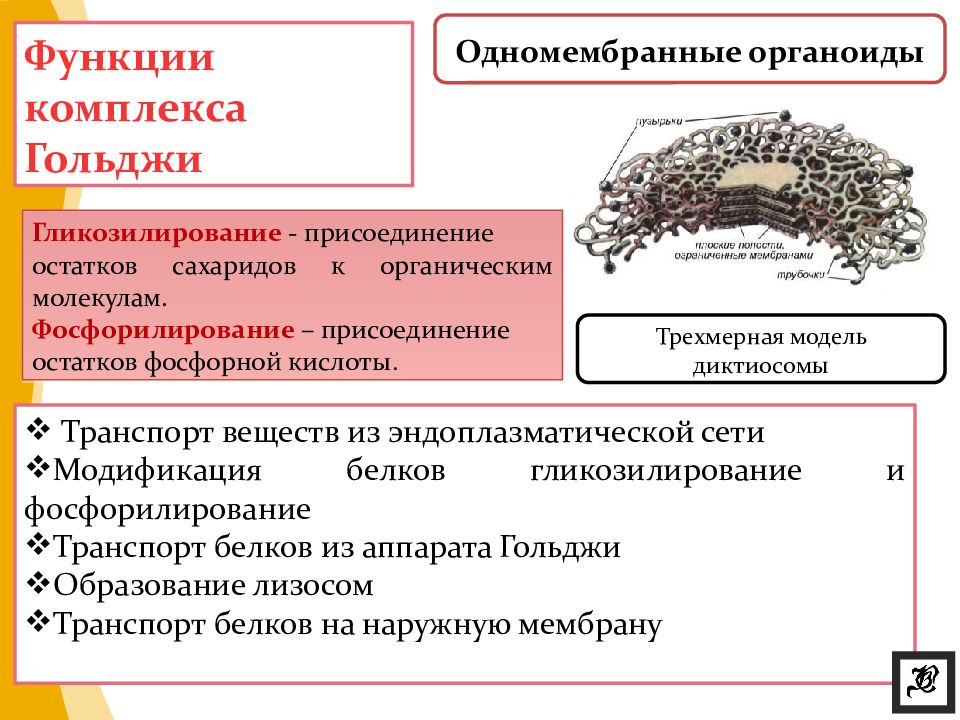 Органоиды клетки комплекс. Одномембранные органоиды и их функции. Одномембранные органоиды клетки. Строение органелл одномембранные. Одномембранные органоиды строение мембраны.