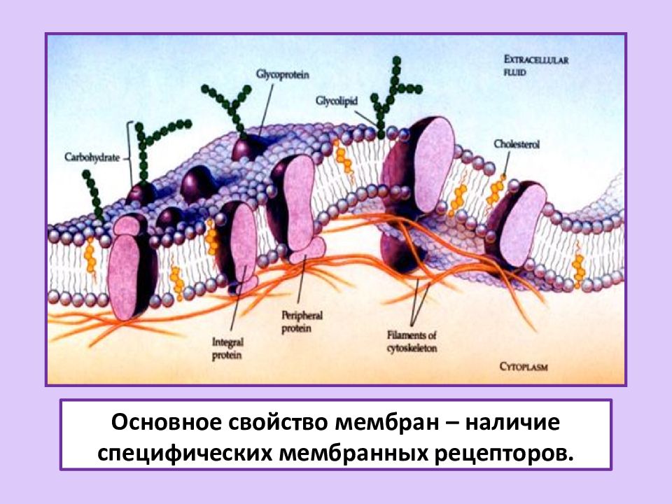 Модель мембраны клетки. Жидкостно-мозаичная модель биологической мембраны. Жидко мозаичная модель плазматической мембраны. Модели строения биологических мембран. Жидко мозаичная модель биологической мембраны.