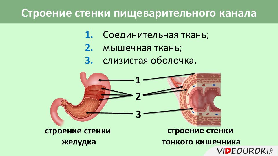 Составьте схему поступления и перемещения пищи по пищеварительному тракту птицы исключив лишнее